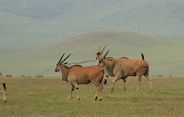 Northern tanzania safari